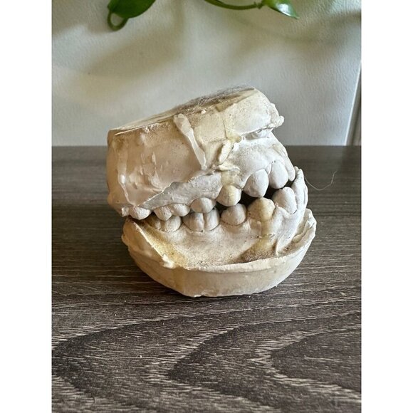 Vintage Dental Teeth Mold Cast – Upper & Lower Set - Picture 11 of 11